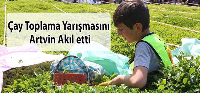 Artvin’de Çay Hasat Şenliği ve Okullar Arası Çay Toplama Yarışması Düzenlendi