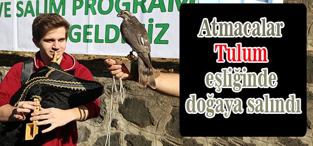 Atmacalar tulum eşliğinde doğaya salındı