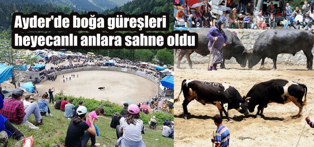 Ayder'de boğa güreşleri, heyecanlı anlara sahne oldu