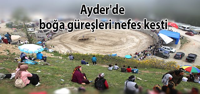 Ayder'de boğa güreşleri nefes kesti