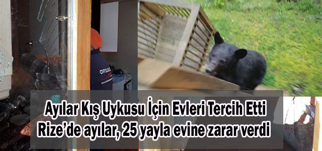 Ayılar Kış Uykusu İçin Evleri Tercih Etti