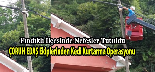 Fındıklı İlçesinde Kedi Kurtarma Operasyonu